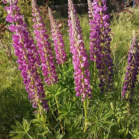 Domaine Sela Gasthof Saint-Prix (Ardeche)